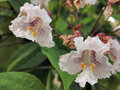 vignette Bignoniaceae - Catalpa bignonioides
