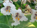 vignette Bignoniaceae - Catalpa bignonioides