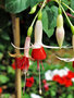 vignette Onagraceae - Fuchsia