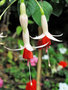 vignette Onagraceae - Fuchsia