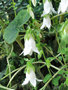 vignette Campanulaceae - Campanule à feuilles d'Allaire - Campanula alliariifolia
