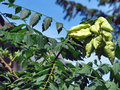 vignette Sapindaceae - Savonnier - Koelreuteria paniculata