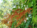 vignette Simaroubaceae - Frne puant - Ailanthus altissima