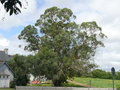 vignette Eucalyptus gunnii, Fouesnant