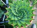 vignette Aloe polyphylla
