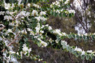 vignette Caesalpinioideaee - Bauhinia variegata L.