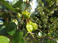 vignette Crinodendron patagua (fruits)