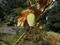 vignette Fremontodendron (fruits)