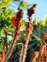vignette Xanthorrhoeaceae - Alo arborescente - Aloe arborescent