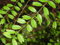 vignette Jasminum simplicifolium ssp. leratii