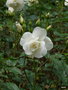 vignette la roseraie blanche ,  roses