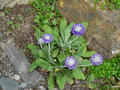 vignette Primula denticulata 'lilac' ,