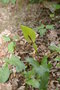 vignette Arum maculatum