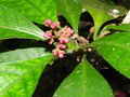 vignette Psychotria semperflorens