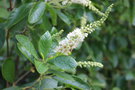 vignette Clethra alnifolia
