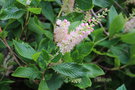 vignette Clethra alnifolia 'Hokie Pink'
