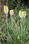 vignette Kniphofia 'Ice Queen'