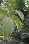 vignette Melliodendron xylocarpum