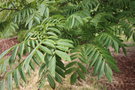 vignette Pterocarya rhoifolia