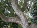 vignette Quercus suber,