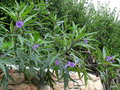 vignette Solanum aviculare/ laciniatum ,