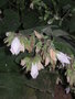 vignette Campanula alliariifolia - Campanule  feuilles d'Alliaire