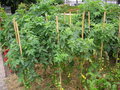 vignette Solanum lycopersicum - Tomate