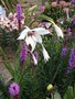 vignette Gladiolus callianthus = Acidanthera murielae - Glaieul d'Abyssinie