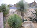 vignette Yucca rostrata