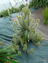 vignette Phylica pubescens ,