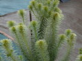 vignette Phylica pubescens ,