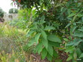 vignette Lobelia Tupa ? et Corymbia ficifolia