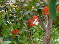 vignette Corymbia  ficifolia (ex Eucalyptus ficifolia)