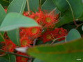 vignette Corymbia  ficifolia (ex Eucalyptus ficifolia)
