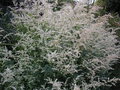 vignette Artemisia lactiflora