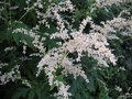 vignette Artemisia lactiflora