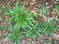 vignette Phyllanthus conjugatus var. maaensis