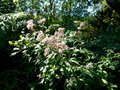 vignette Eupatorium cannabinum ,