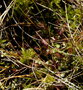 vignette Drosera rotundifolia