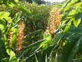 vignette Hedychium 'tara'