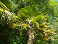 vignette Trachycarpus wagnerianus