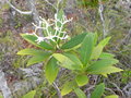 vignette Psychotria rupicola