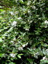 vignette Eucryphia lucida cordifolia x
