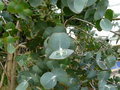 vignette Eucalyptus pulverulenta