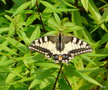 vignette Papilio Machaon , grand porte-queue