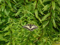 vignette Papilio Machaon , grand porte-queue