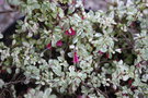 vignette Fuchsia microphylla 'Variegata'