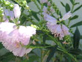 vignette Physostegia virginiana 'Bouquet rose'