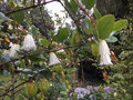 vignette Crinodendron patagua