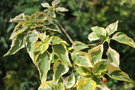 vignette Cornus alternifolia Golden Shadows = C. alternifolia 'Wstackman'
